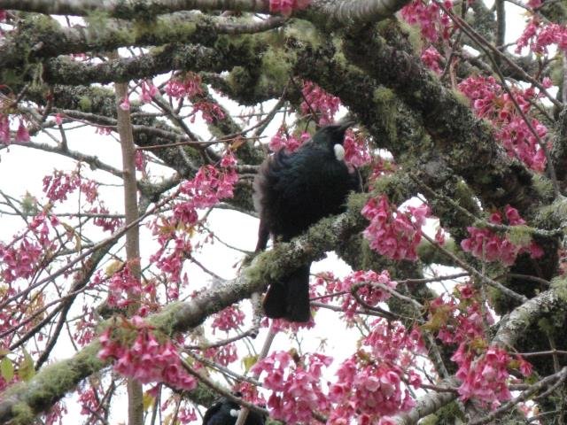 Tui. Sept. 2017- Cambridge Tree Trust